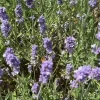 Dehner Blumendünger|Spezialdünger - Lavendel-Dünger, flüssig, 500 ml