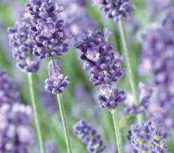 Dehner 'Felice Purple' Hot