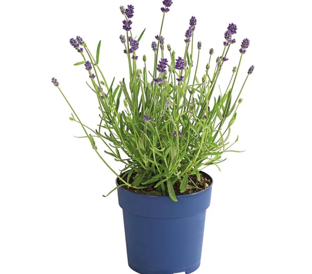 Dehner 'Felice Purple' Hot