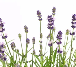 Dehner 'Felice Purple' Hot