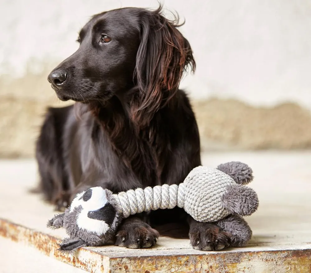 Dehner Lieblinge Hundespielzeug Racoon Grau Best