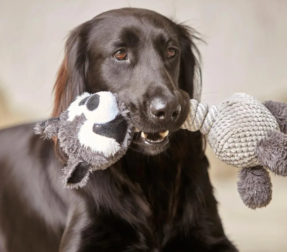 Dehner Lieblinge Hundespielzeug Racoon Grau Best