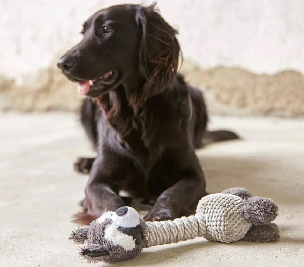 Dehner Lieblinge Hundespielzeug Racoon Grau Best