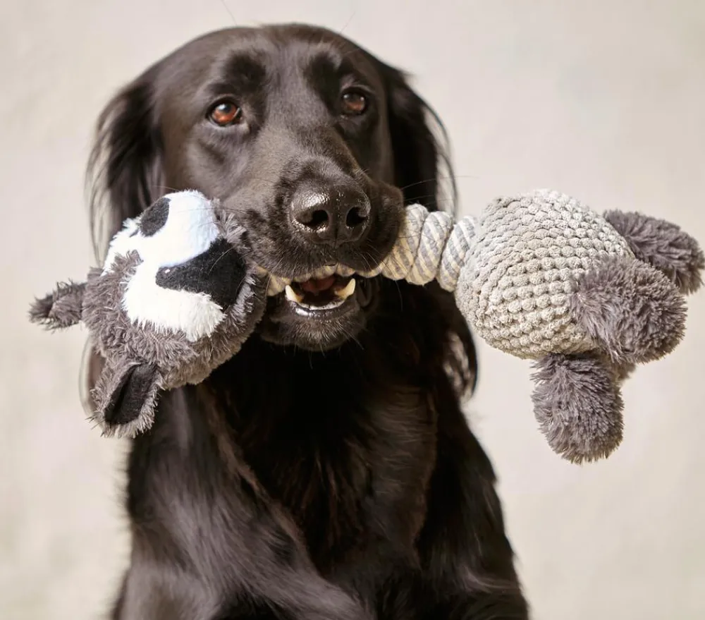 Dehner Lieblinge Hundespielzeug Racoon Grau Best