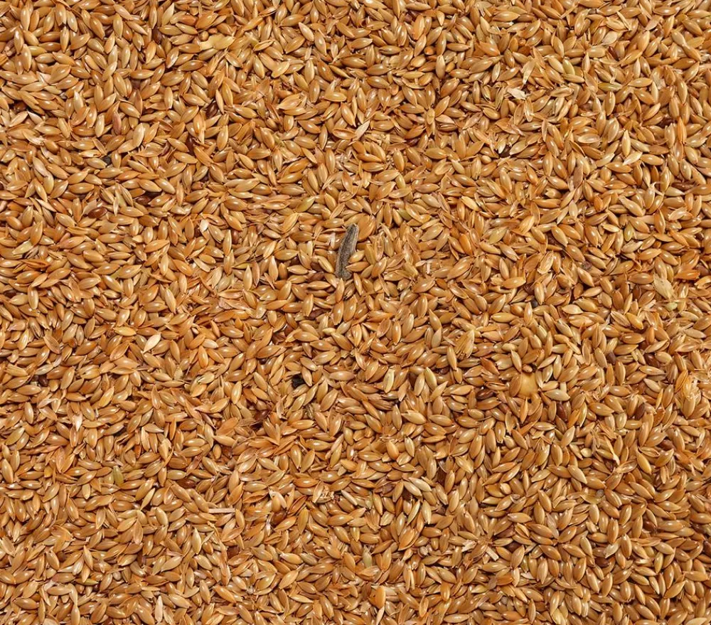Dehner Lieblinge Kleintierfutter|Vogelfutter & Snacks - Kanariensaat, 1 kg
