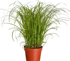 Dehner Lieblinge Katzengras - Cyperus zumula Grün Outlet