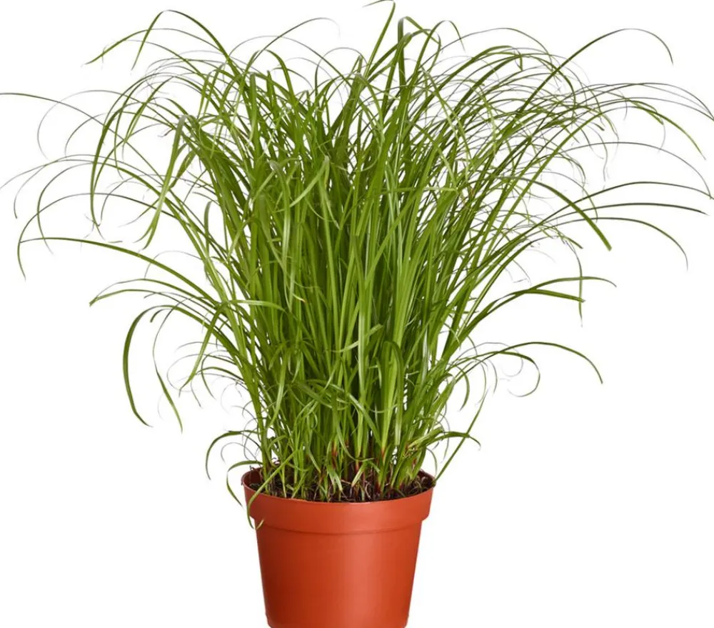Dehner Lieblinge Katzengras - Cyperus zumula Grün Outlet