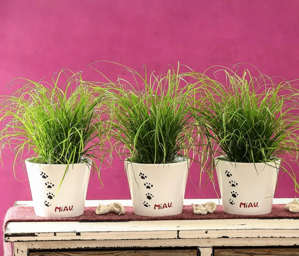 Dehner Lieblinge Katzengras - Cyperus zumula Grün Outlet
