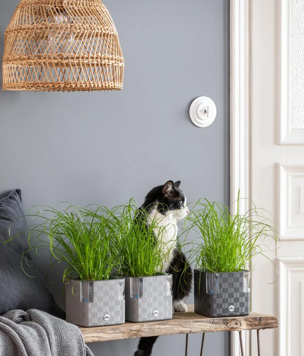 Dehner Lieblinge Grünpflanzen|Nahrungsergänzung Katze - Katzengras - Cyperus zumula Grün