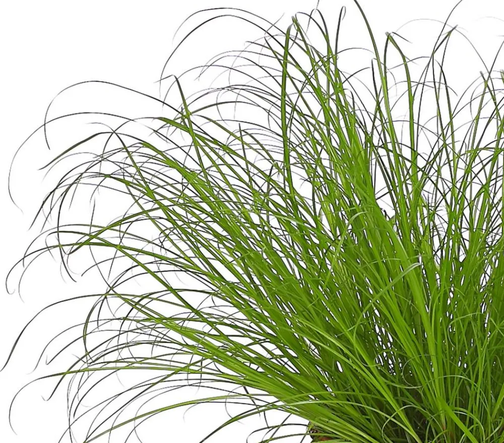 Dehner Lieblinge Grünpflanzen|Nahrungsergänzung Katze - Katzengras - Cyperus zumula Grün