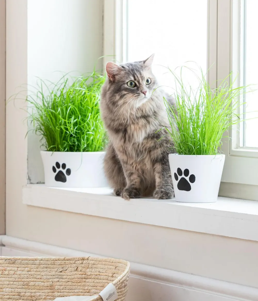 Dehner Lieblinge Grünpflanzen|Nahrungsergänzung Katze - Katzengras - Cyperus zumula Grün