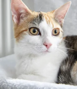 Dehner Lieblinge Mehr Schlaf- & Kratzmöbel - Katzen-Heizungshängematte Homey Weiß