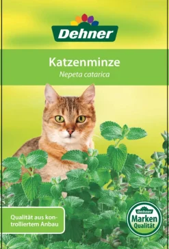 Dehner Lieblinge Grünpflanzen > Katzenminze - Nepeta cataria