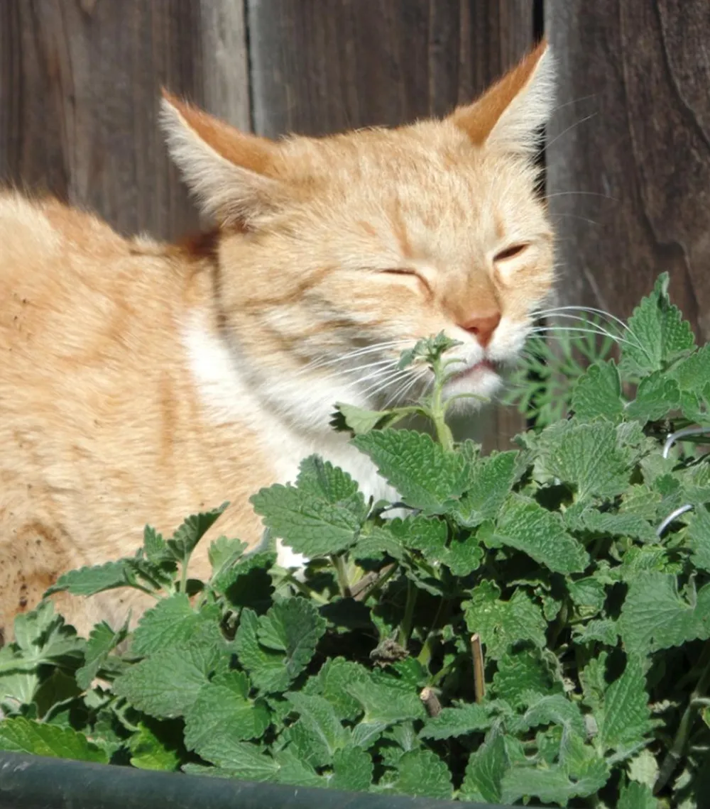 Dehner Lieblinge Grünpflanzen > Katzenminze - Nepeta cataria