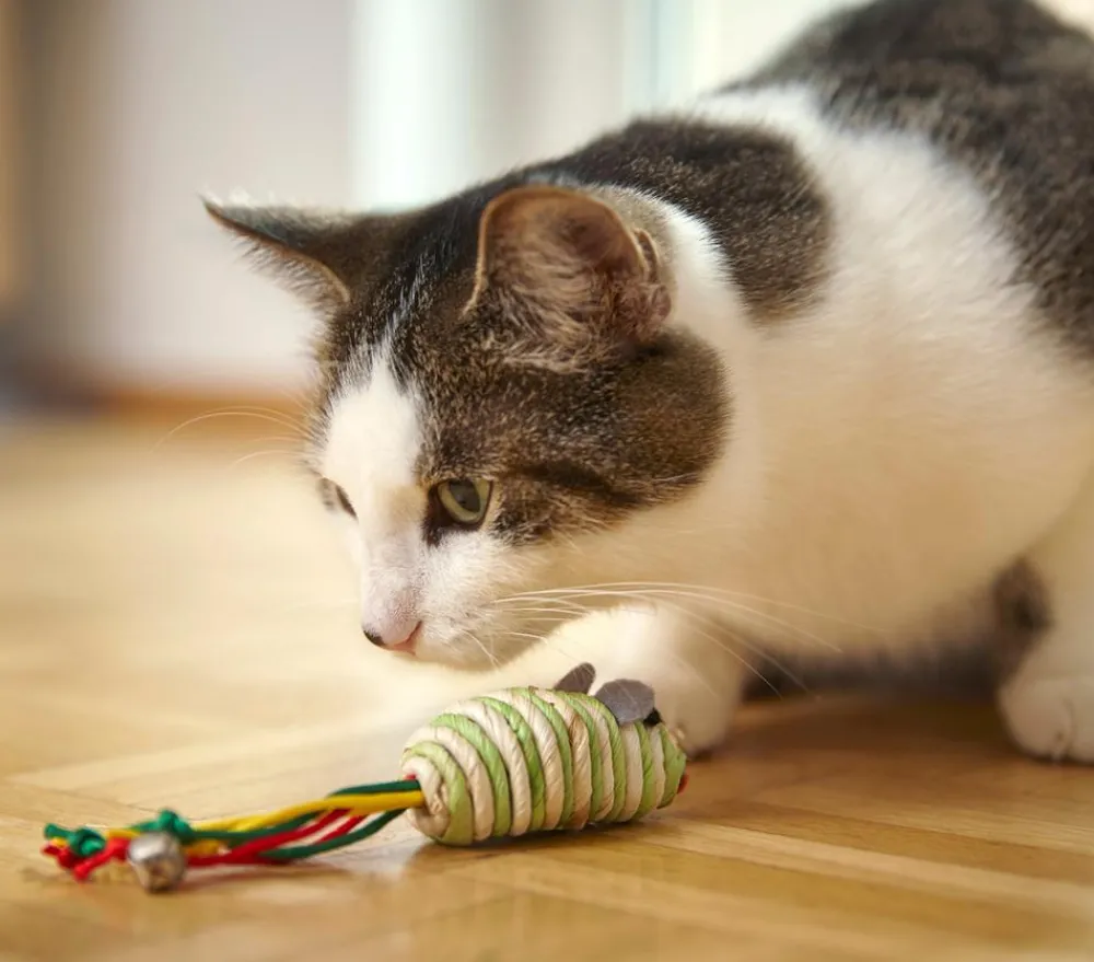 Dehner Lieblinge Katzenspielzeug Spielmäuse Funny, 2er-Set Clearance