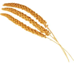 Dehner Lieblinge Kolbenhirse, gelb New