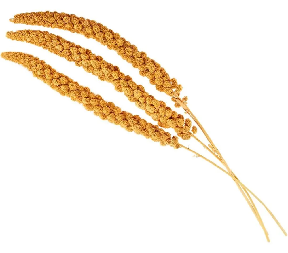 Dehner Lieblinge Kolbenhirse, gelb New