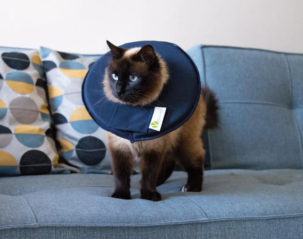 Dehner Lieblinge Katzenpflege|Artikel Zur Nachsorge - Leckschutzkragen für Hunde & Katzen Dunkelblau