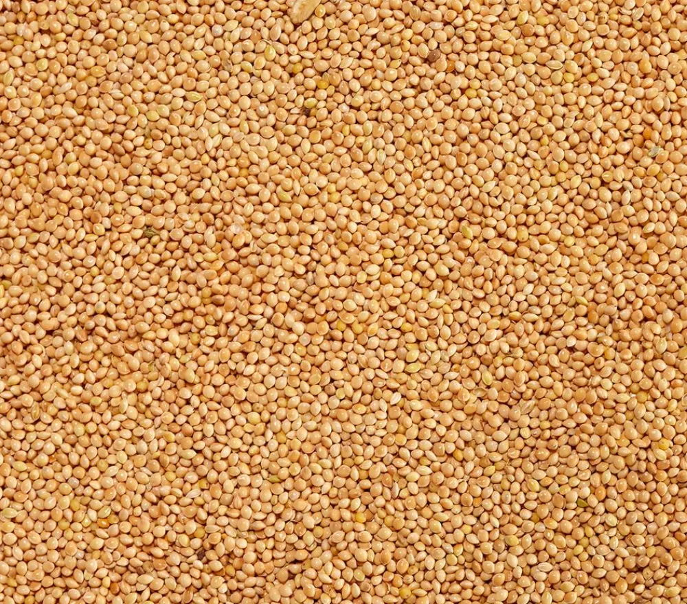 Dehner Lieblinge Silberhirse, 1 kg Sale