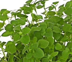 Dehner Lieblinge Vogelmiere - Stellaria media Grün Best