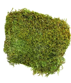Dehner Lieblinge Mehr Vogelzubehör|Mehr Kleintierbedarf - Waldmoos, 50 g Grün