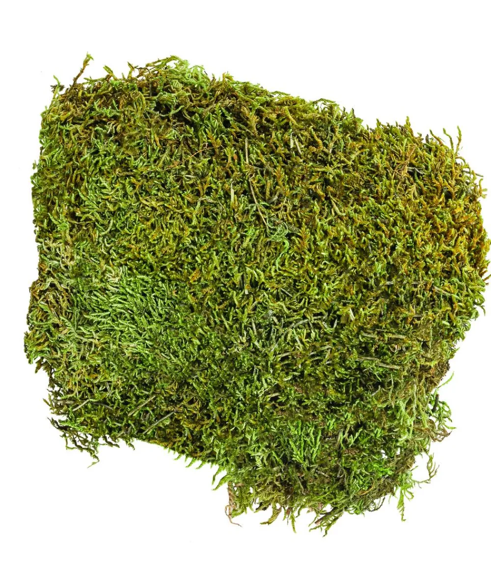 Dehner Lieblinge Mehr Vogelzubehör|Mehr Kleintierbedarf - Waldmoos, 50 g Grün