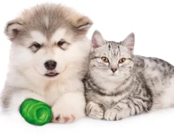 Dehner Lieblinge Katzenpflege|Artikel Zur Nachsorge - Wundverband Anti-Lick Bandage Grün