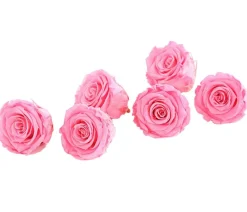 Dehner Bastelbedarf|Konservierte Rosen > Longlife-Rose, ca. Ø6 cm