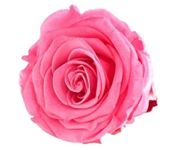 Dehner Bastelbedarf|Konservierte Rosen > Longlife-Rose, ca. Ø6 cm
