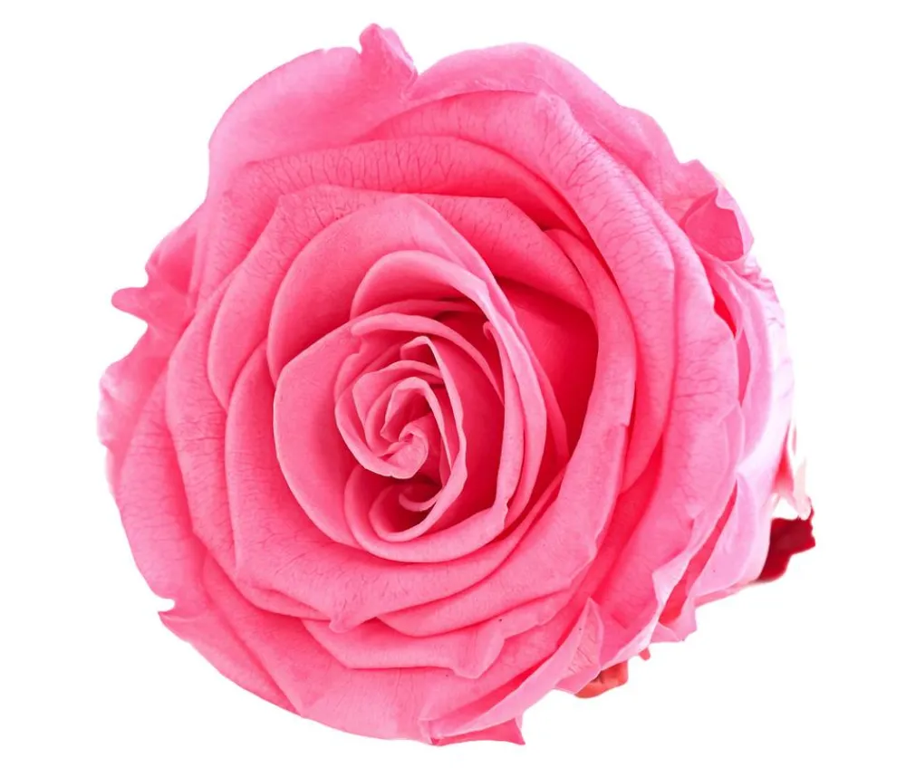 Dehner Bastelbedarf|Konservierte Rosen > Longlife-Rose, ca. Ø6 cm