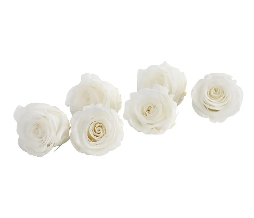 Dehner Bastelbedarf|Konservierte Rosen > Longlife-Rose, ca. Ø6 cm