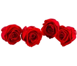 Dehner Konservierte Rosen > Longlife-Rose, ca. Ø2 cm