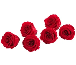 Dehner Longlife-Rose, ca. Ø6 cm Rot Online