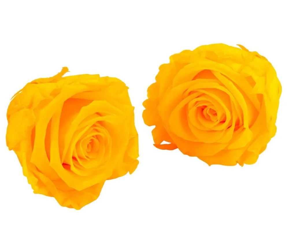 Dehner Longlife-Rose, ca. Ø6 cm Gelb Online