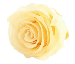 Dehner Bastelbedarf|Konservierte Rosen - Longlife-Rose, ca. Ø6 cm Creme