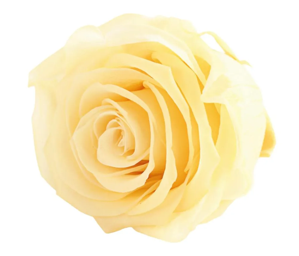 Dehner Bastelbedarf|Konservierte Rosen - Longlife-Rose, ca. Ø6 cm Creme