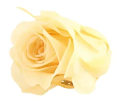 Dehner Longlife-Rose, ca. Ø3 cm Creme Discount