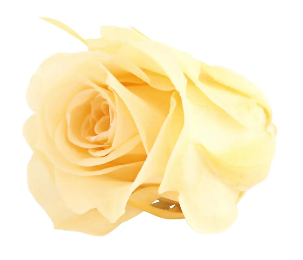 Dehner Longlife-Rose, ca. Ø3 cm Creme Discount