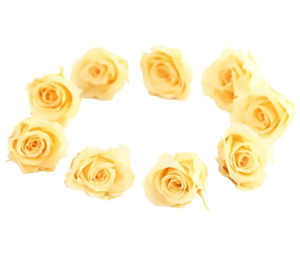 Dehner Longlife-Rose, ca. Ø3 cm Creme Discount