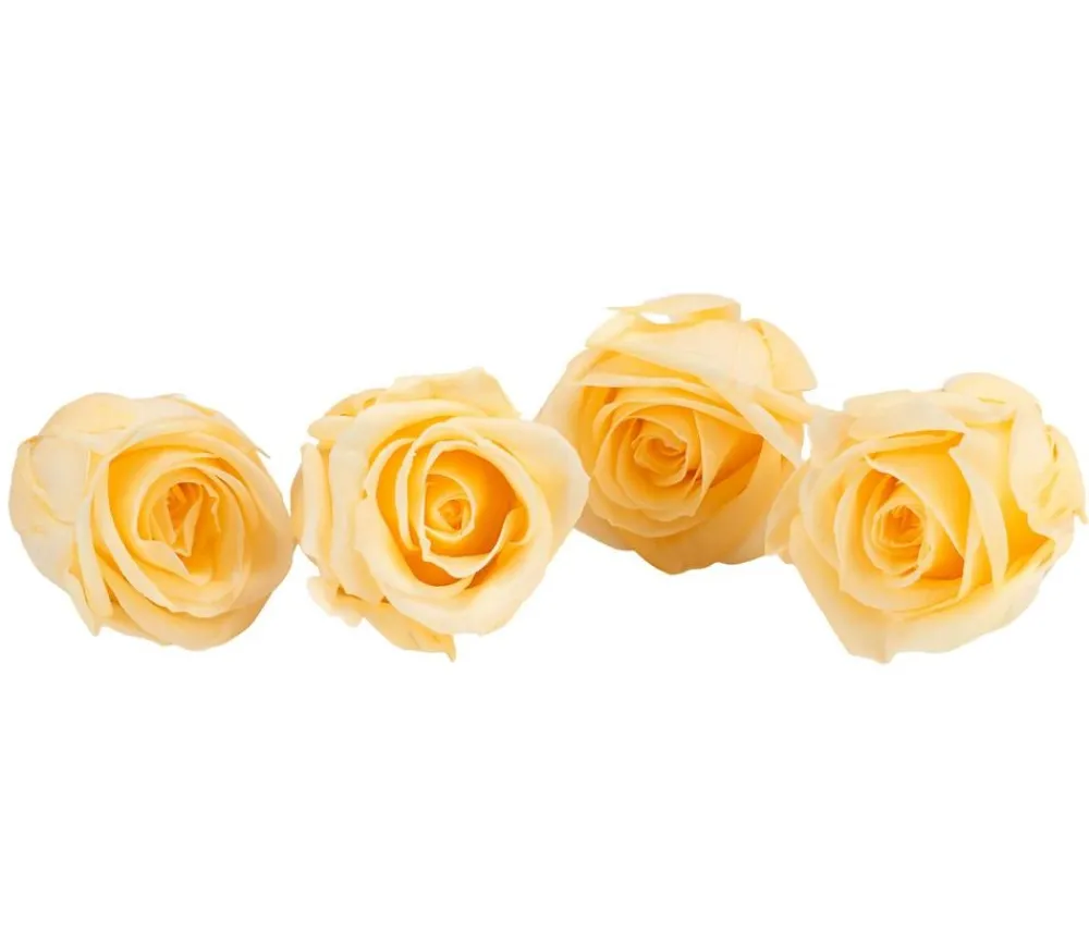 Dehner Longlife-Rose, ca. Ø2 cm Creme Discount