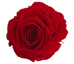 Dehner Bastelbedarf|Konservierte Rosen - Longlife-Rose in Geschenkbox, ca. Ø9 cm Rot