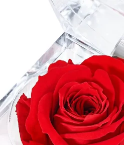Dehner Konservierte Rosen - Longlife-Rose in Juwelenbox, ca. Ø3,5 cm Rot
