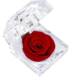 Dehner Konservierte Rosen - Longlife-Rose in Juwelenbox, ca. Ø3,5 cm Rot