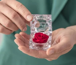 Dehner Konservierte Rosen - Longlife-Rose in Juwelenbox, ca. Ø3,5 cm Rot