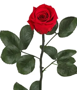 Dehner Longlife-Rose mit Stiel, Rot Sale