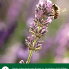 Dehner Natura Premium Insektenhotel Cuneo Sale