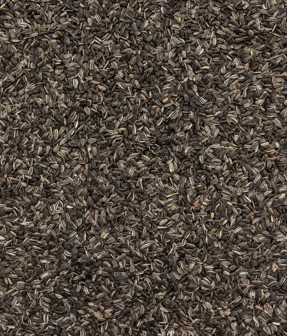 Dehner Natura Premium Wildvogelfutter & Snacks > Wildvogelfutter Pinienzapfen