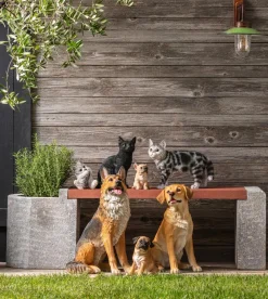 Dehner Mehr Gartendekoration|Gartenzwerge & Gartenfiguren > Polyresin-Französische Bulldogge Welpe, ca. B16,5/H18/T13 cm