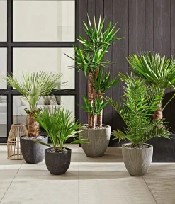 Dehner Blumentöpfe & Übertöpfe > Polystone-Topf Brisbane in Riffeloptik, rund