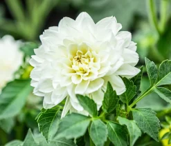 Dehner Terrassenpflanzen|Sommerblumen > Premium Dahlie